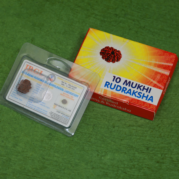 10 Mukhi Certified Rudraksha (Nepali Origin)