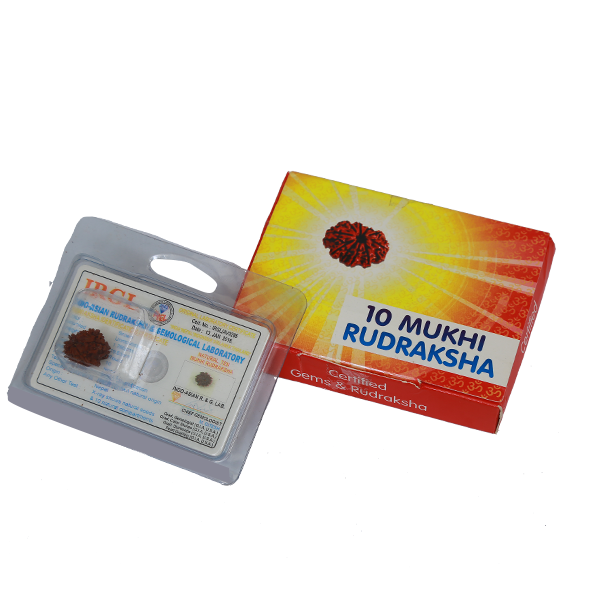 10 Mukhi Certified Rudraksha (Nepali Origin)