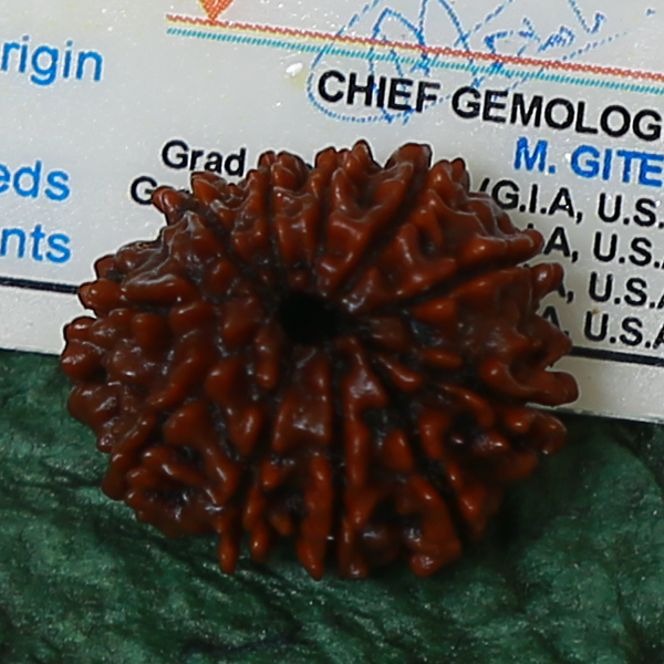 11 Mukhi Certified Rudraksha (Nepali Origin)
