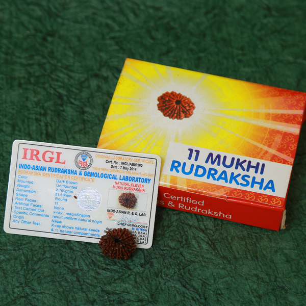 11 Mukhi Certified Rudraksha (Nepali Origin)
