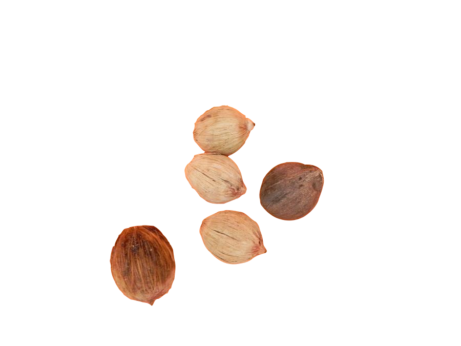 108 Laghu Coconut / Laghu Nariyal for Lakshmi ashtotram