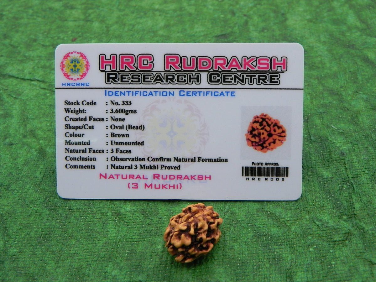 3 Mukhi Certified Rudraksha (Kerala Origin)